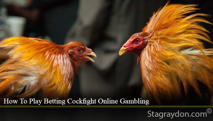 How To Play Betting Cockfight Online Gambling