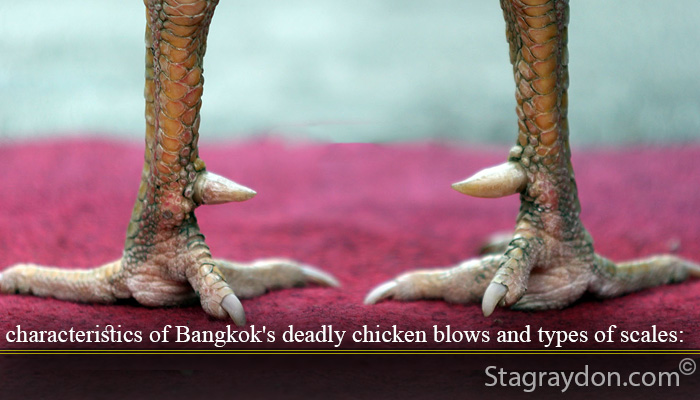 characteristics of Bangkok's deadly chicken punch and types of scales